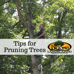 Tips for Pruning Trees